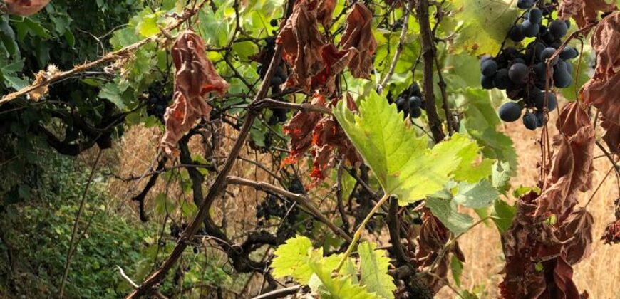 PODGORICA’DA SATILIK ARSA